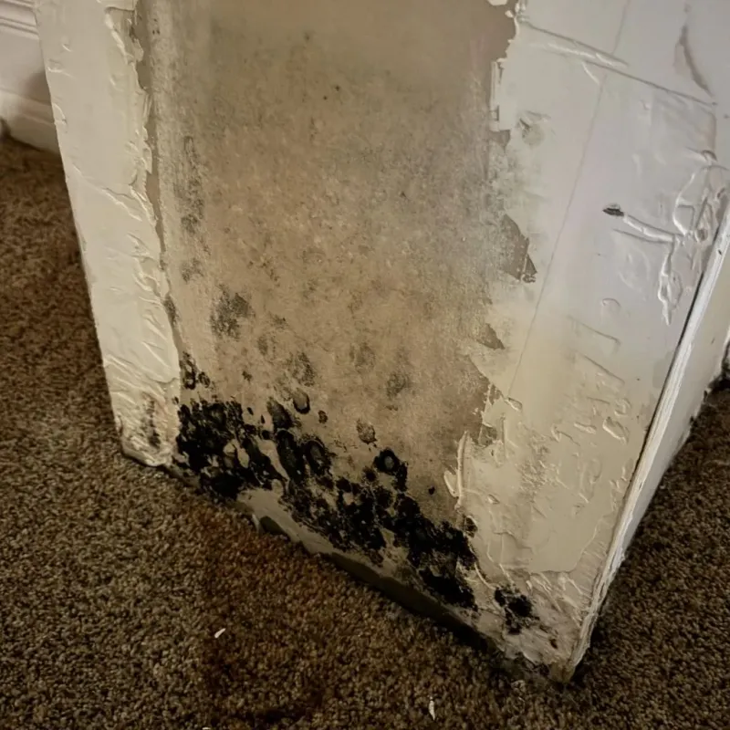 Professional Mold Removal in Orland Hills, IL